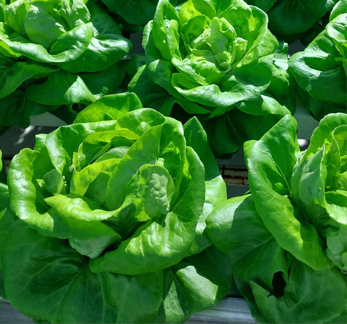 Full lettuce heads.jpg